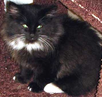 Twinkletoes cat