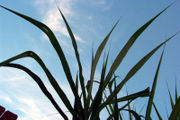 suage cane leaves