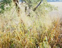 switchgrass