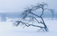 blizzard