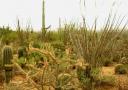 Arizona-Sonora Desert Museum. Cactus and succulents