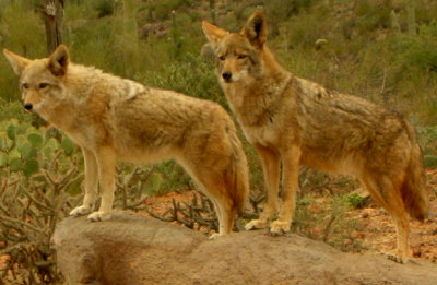 coyote