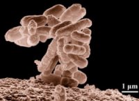 e. coli