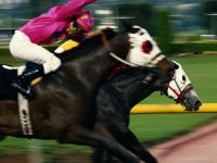 horse race