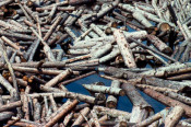 logging