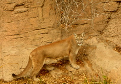 Mountain lion