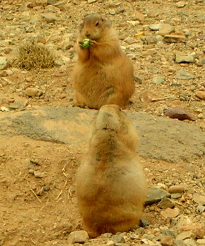 prarie dogs