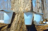 sugaring