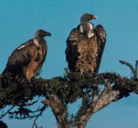 vultures