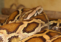 burmese python