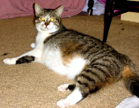 pregnant cat symptoms. Images pregnant-cat