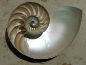 nautilus shell cutaway. From Wikipedia