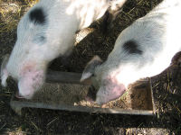 Pigs at trough. http://flickr.com/photos/rosedavies/1250225093/