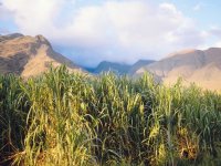 sugar cane field