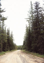 dirtroad-trees.jpg