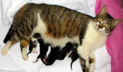 Mom cat, five newborn kittens