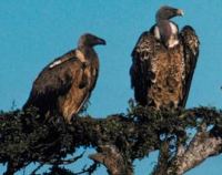 vultures