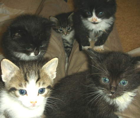 5 kittens