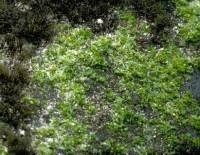 algae