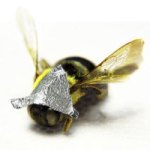 nanosilver bee