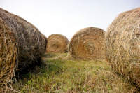 hay