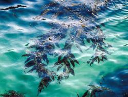 seaweed