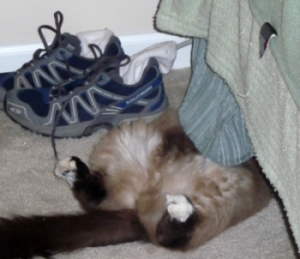 bandit sleeping
