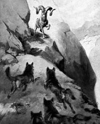 dog pack