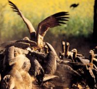 vultures