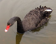 black swan