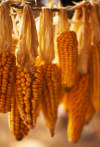 corn cobs