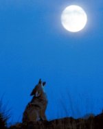 coyote howling at moon