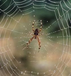 spider web