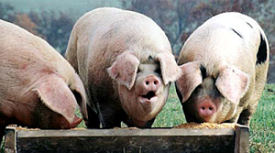 pigs at trough