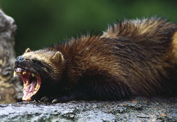 snarling weasel snarling weasel