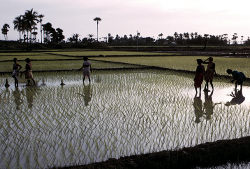 rice paddy rice paddy