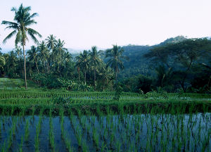 rice paddy rice paddy