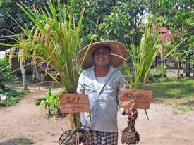 sri method yiels compared to traditional methods