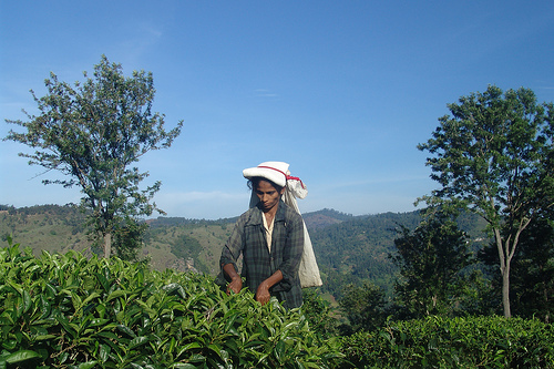 A Tamil woman picks tea on a plantation.