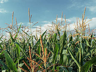 corn