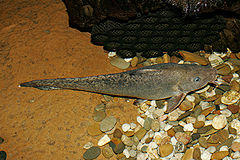 eel-tail catfish eel-tail catfish