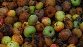 rotten apples