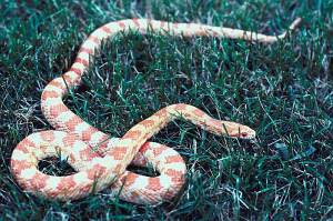 snake in the grass snake in the grass