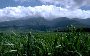 sugar cane sugar cane
