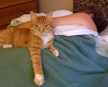 My cat Joey guards me as I sleep