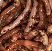 worms worms