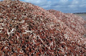 Corn cobs ready to be used as fuel in coal plant