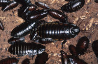 cockroaches cockroaches