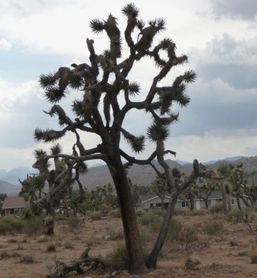 Joshua Trees are just weird, aren't they? They are a member of the tulip family. Go figure!
