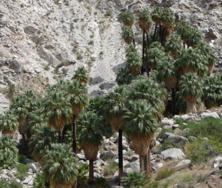 Fortynine Palms Oasis. Joshua Tree National Park